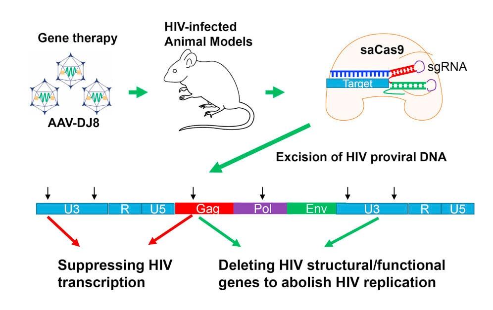 С помощью генной инженерии ученые ликвидировали вирус ВИЧ у животных