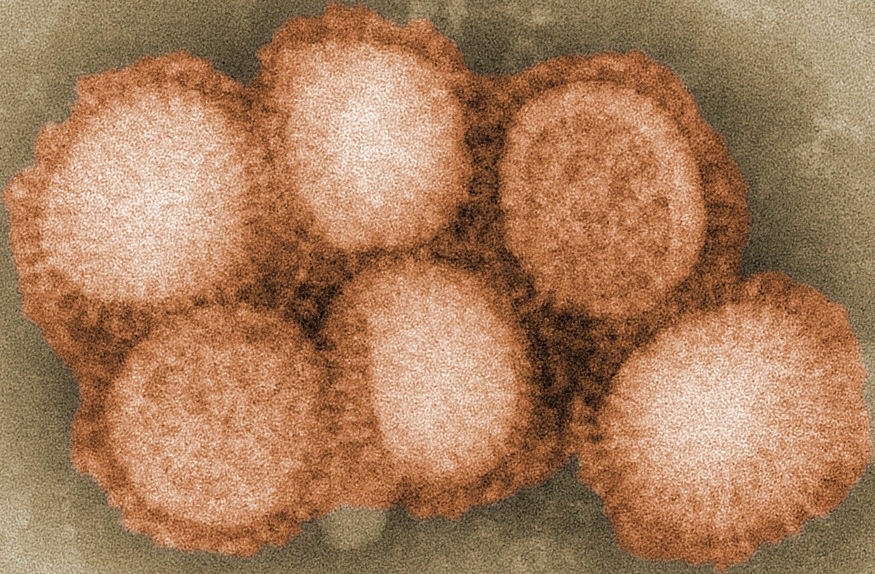 Кишечные бактерии усиливают вакцину от гриппа