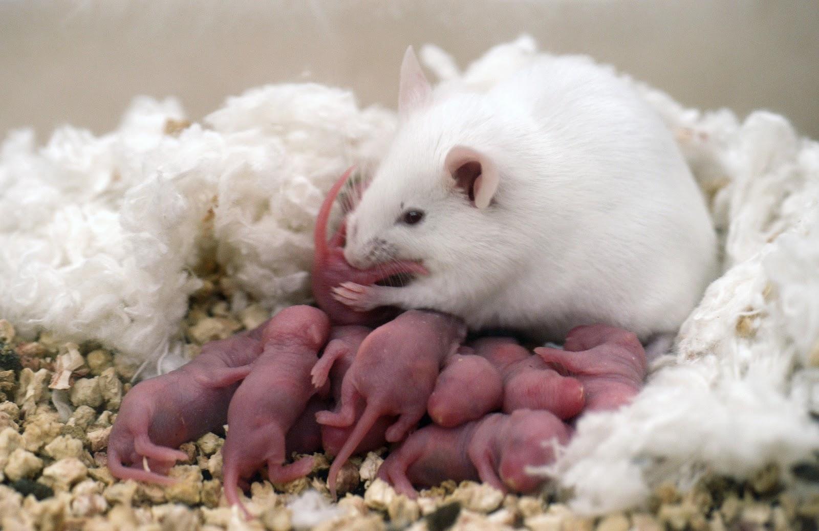 Окситоцин превратил мышей в заботливых мамочек