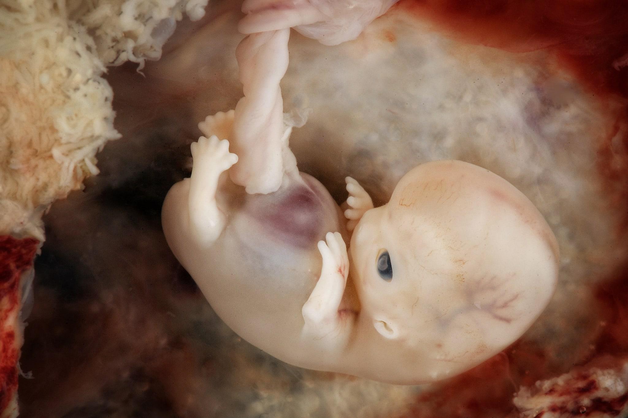 Прыгающие гены научили млекопитающих беременности
