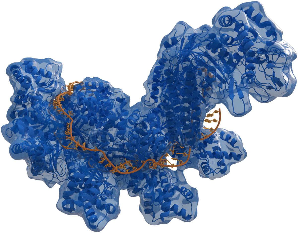 Структура бактериального белка Cas из противовирусной системы CRISPR-Cas метод редактирования генома редактирует много лишнего