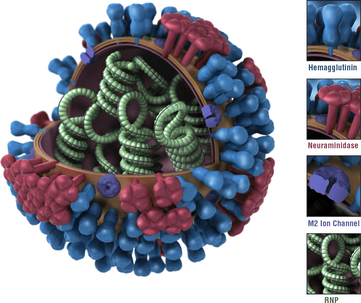 Ахиллесову пяту вируса гриппа нашли в его «ножке»