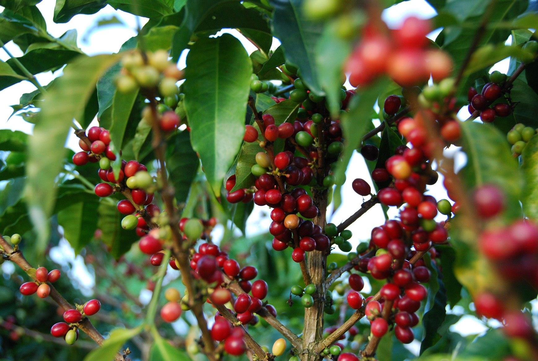 Изменение климата сделает эфиопский кофе высокогорным