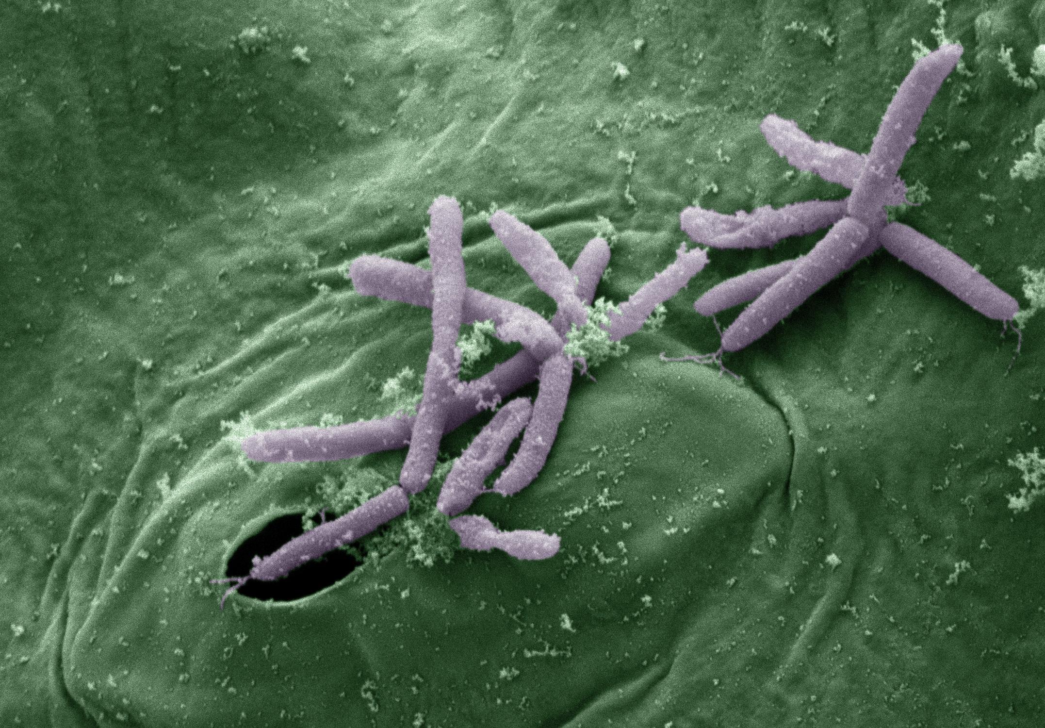 Биологи засняли заморозку воды под действием бактерий Pseudomonas syringae