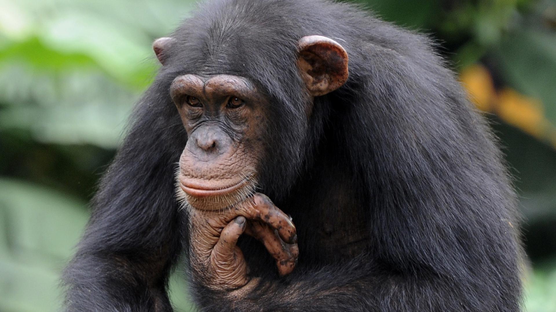 Самоконтроль у обезьян зависит от размеров тела