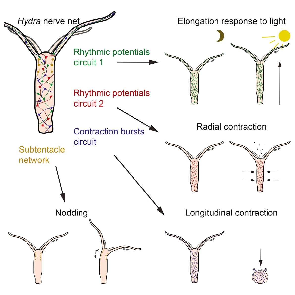 Биологи впервые записали все «мысли» гидры Биологи впервые записали все «мысли» гидры