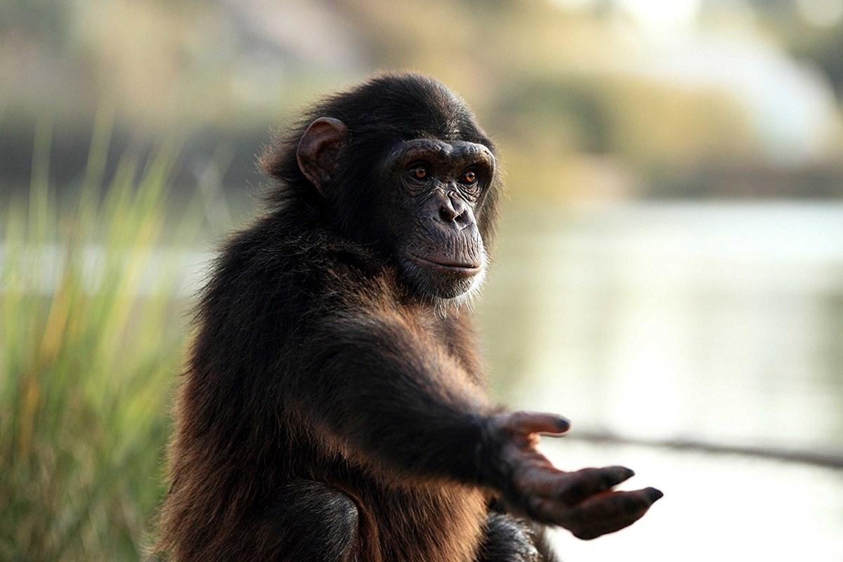 Почему шимпанзе сильнее людей
