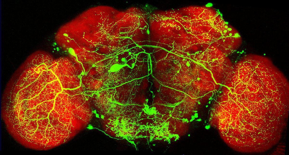 Луноходные нейроны дрозофилы удивили учёных