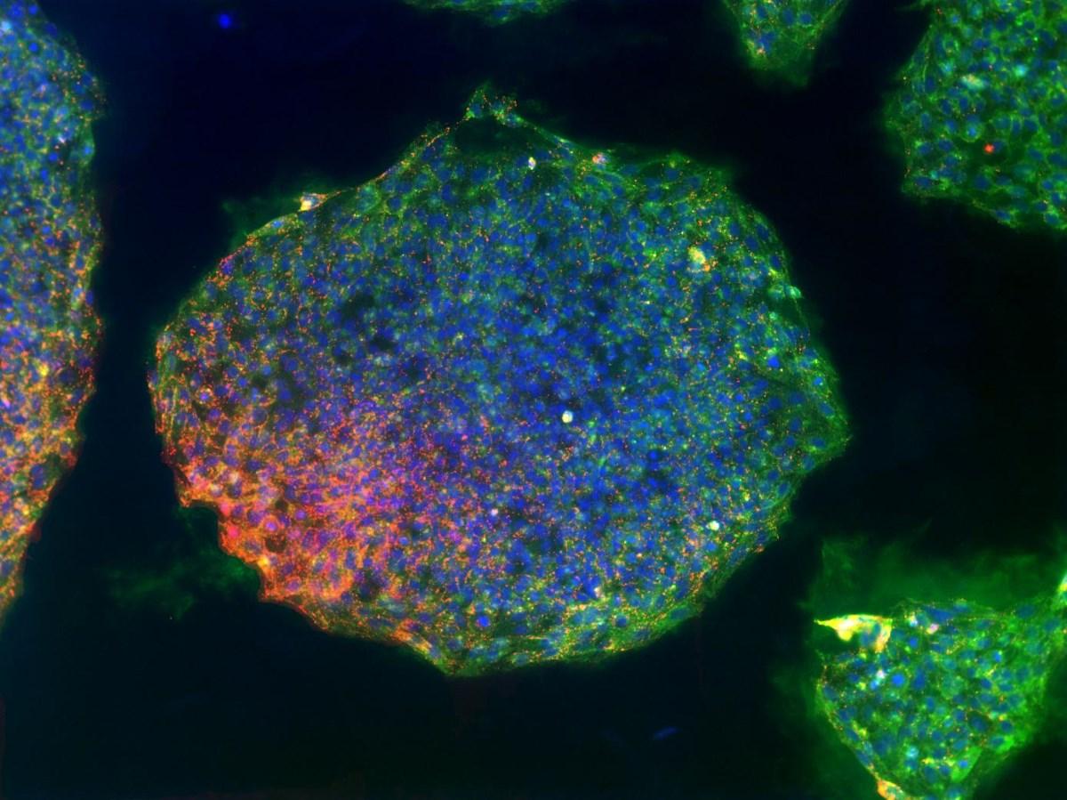 Искусственные и эмбриональные стволовые клетки похожи друг на друга