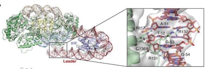 Описан механизм записи новой информации в CRISPR описан механизм записи новой информации в CRISPR