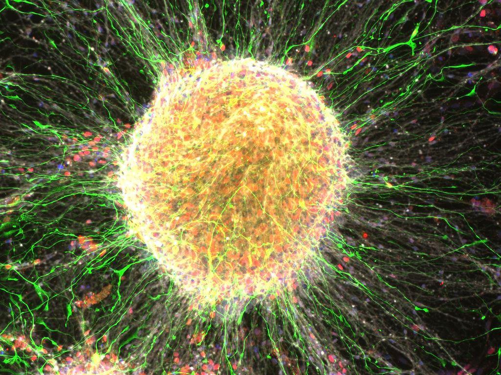 Почему искусственные стволовые клетки отличаются от натуральных