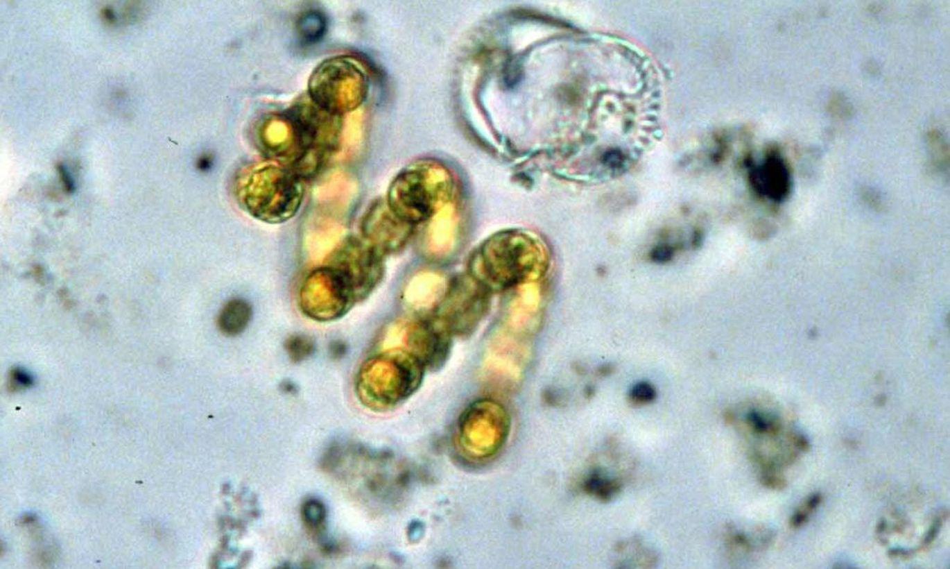 У цианобактерий обнаружили «зрение»