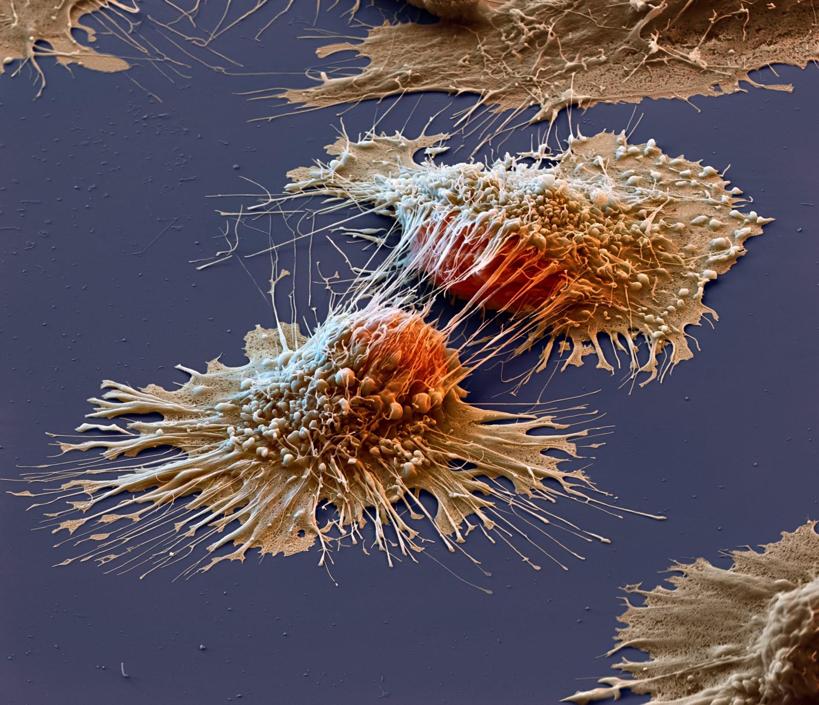 Мутации в раковых клетках подчиняются эволюционным законам