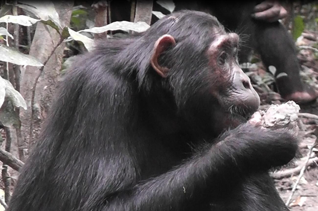 Шимпанзе в Уганде начали объедаться глиной