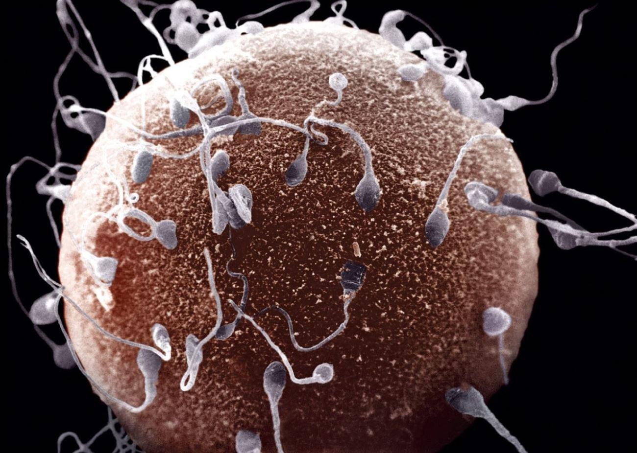 Продолжительность жизни сперматозоидов в половых путях