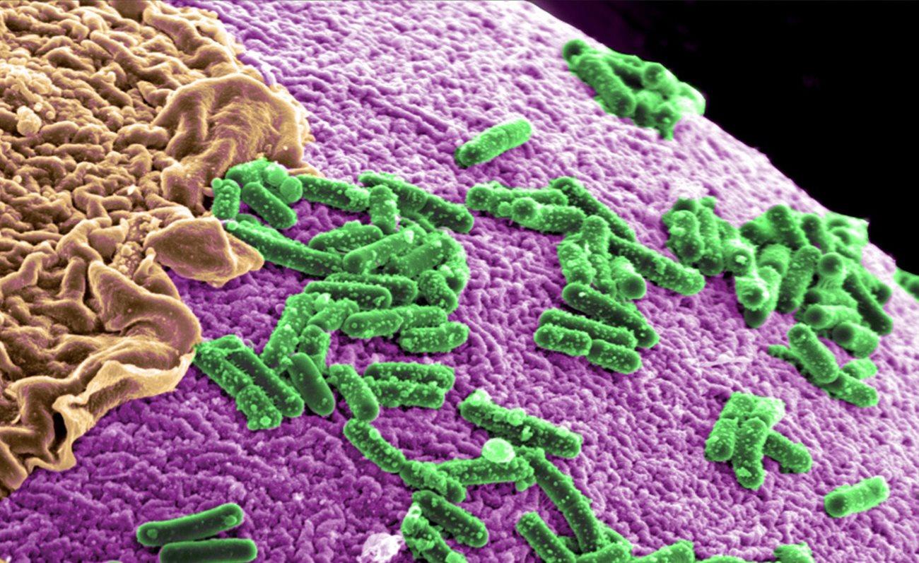 Кишечные микробы превратили флавоноиды в противовирусный препарат