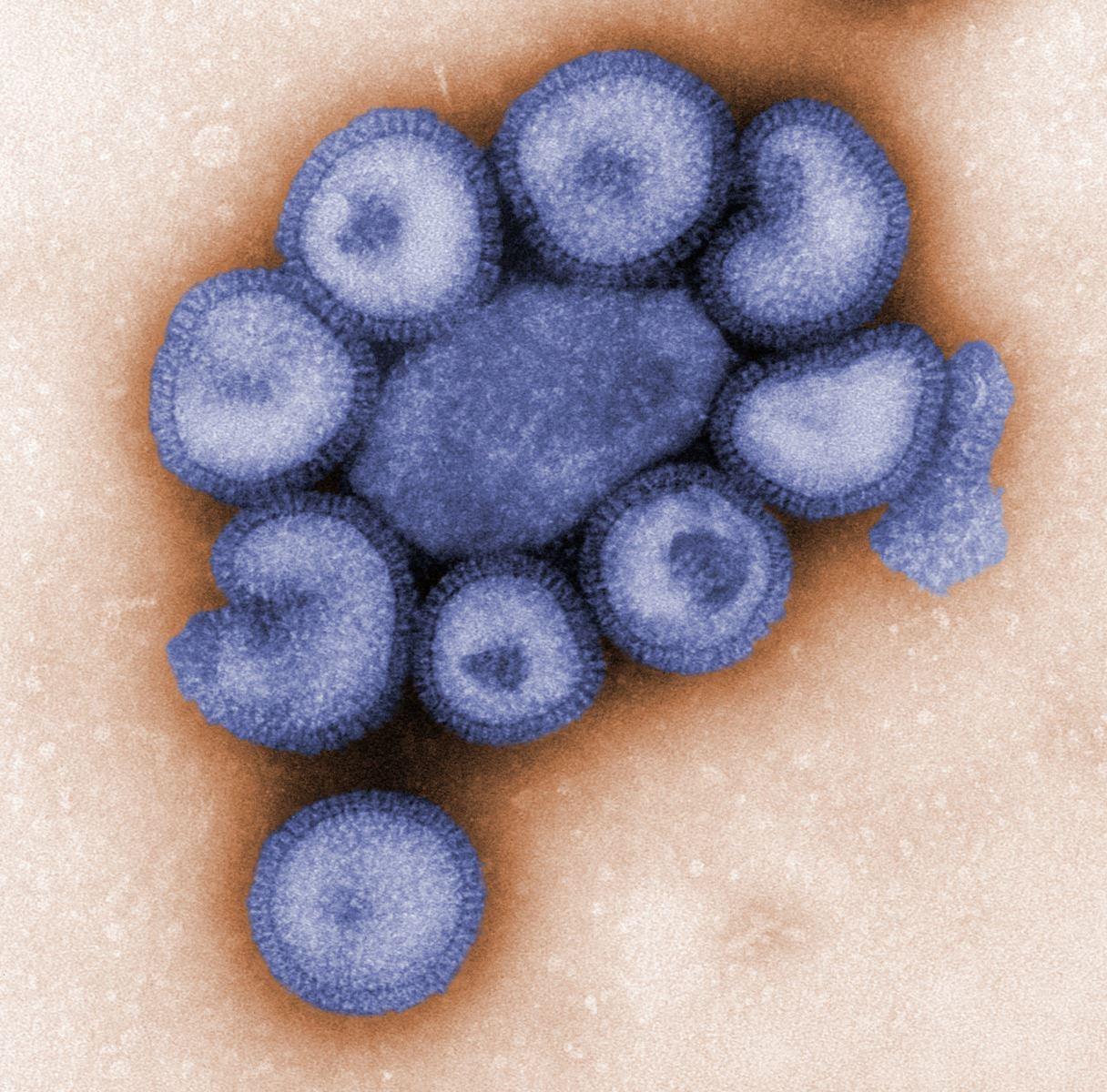 Почему вирус гриппа так сильно меняется