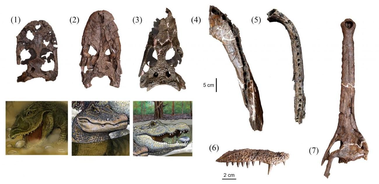 В Перу обнаружено обширное кладбище древнейших крокодилов