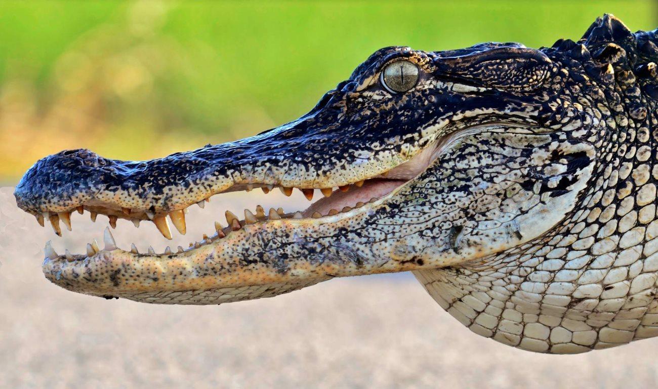 Миссисипский аллигатор / Alligator mississippiensis 35-летнее исследование аллигаторов преподнесло биологам несколько сюрпризов