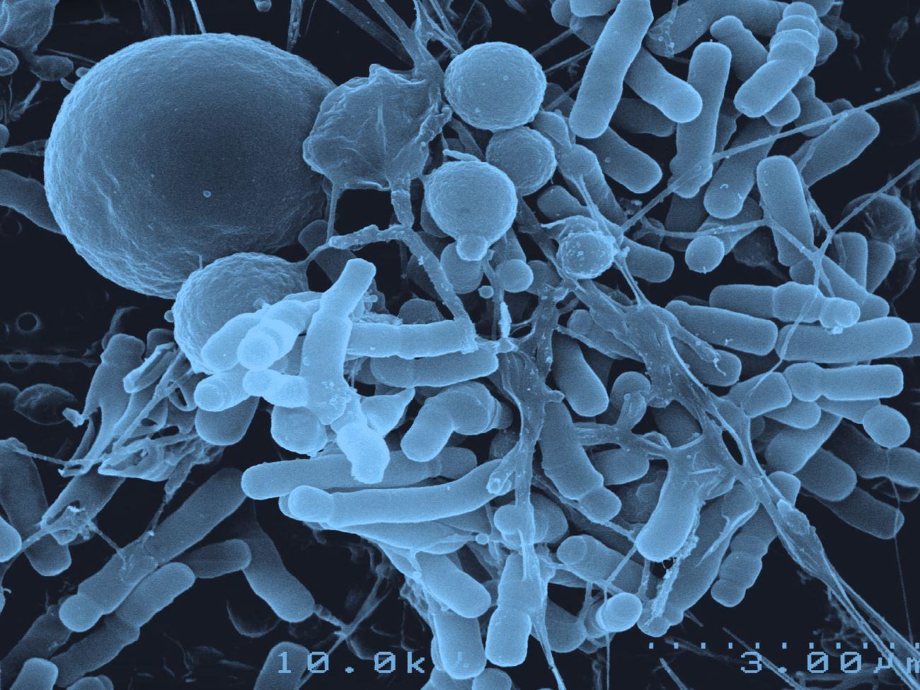 Как кишечные бактерии помогают лечить рак