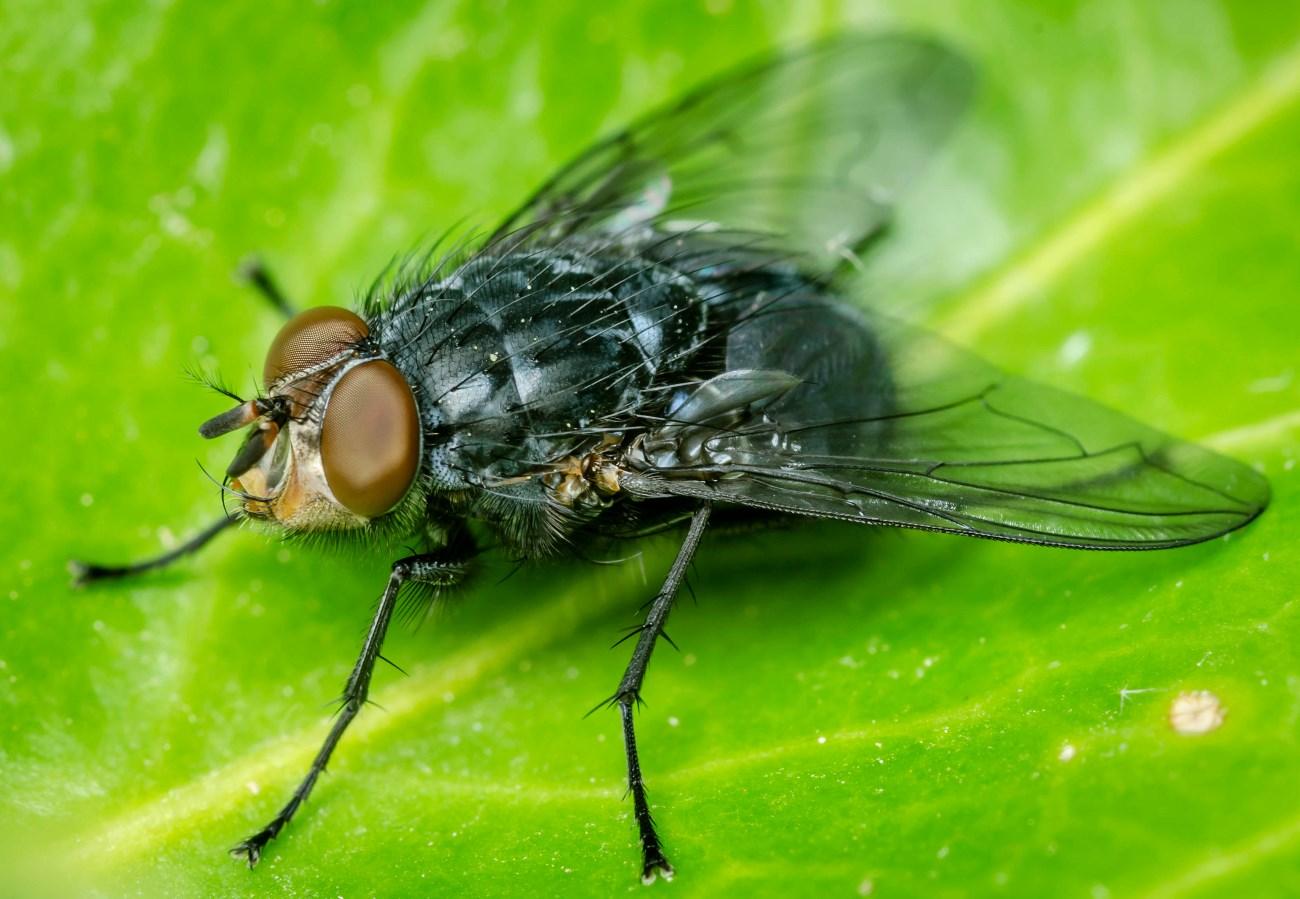 Calliphora vicina мясные мухи против бактерий