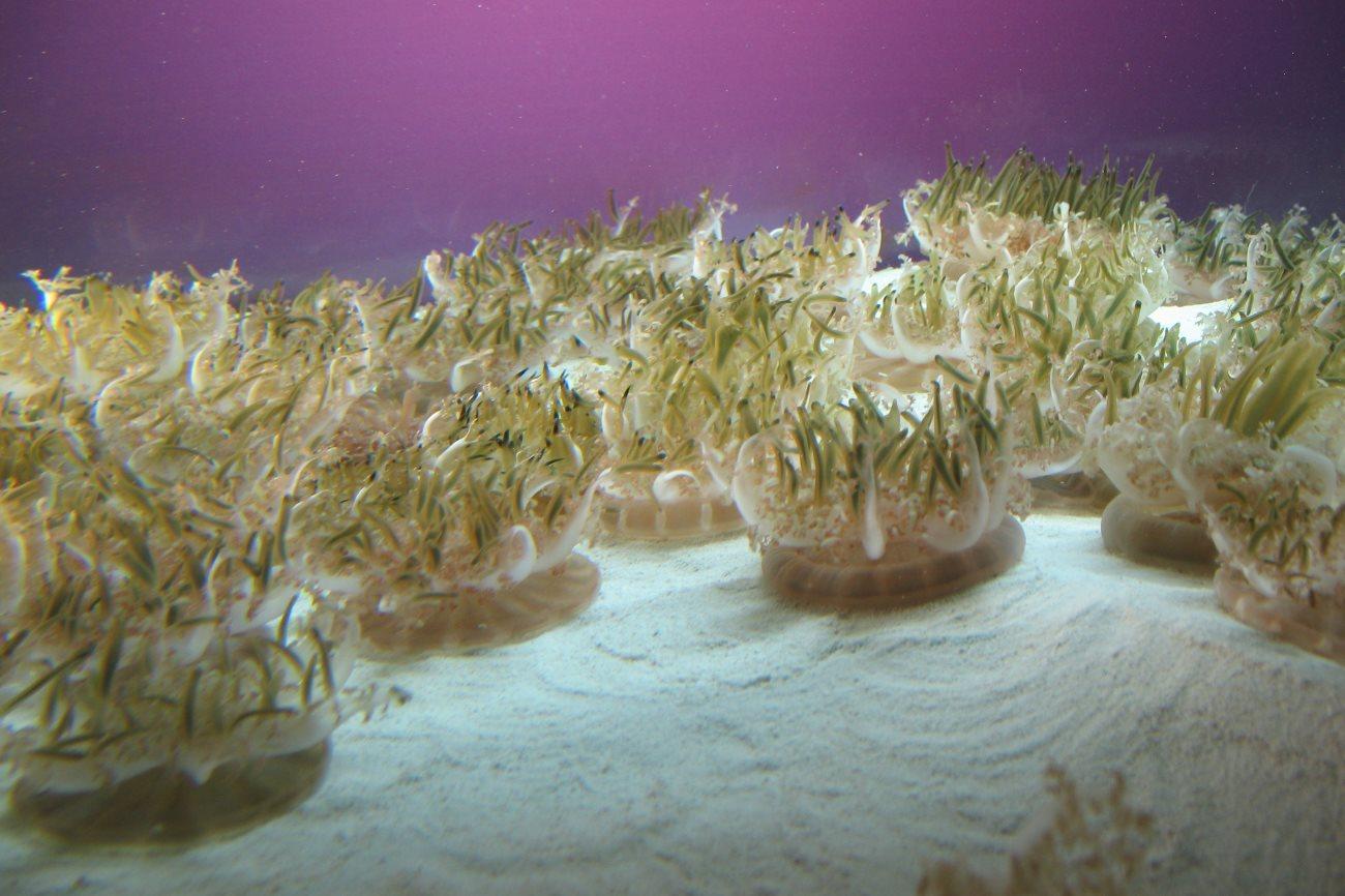Cassiopea sp. медузы тоже хотят спать