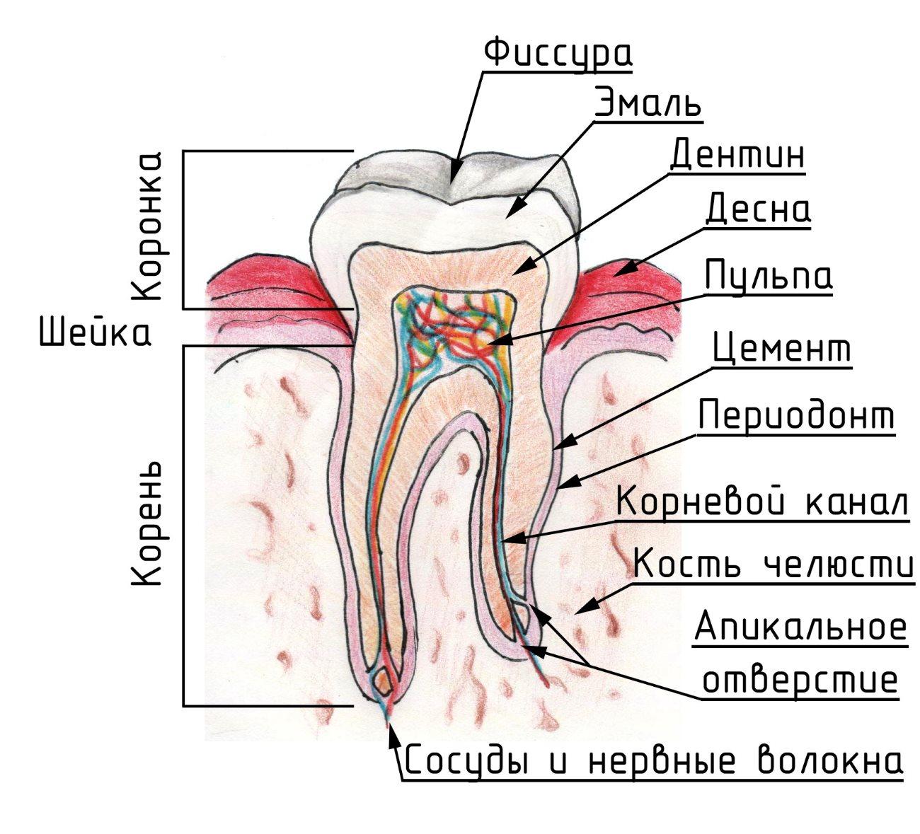 Строение зуба наука и жизнь наших зубов
