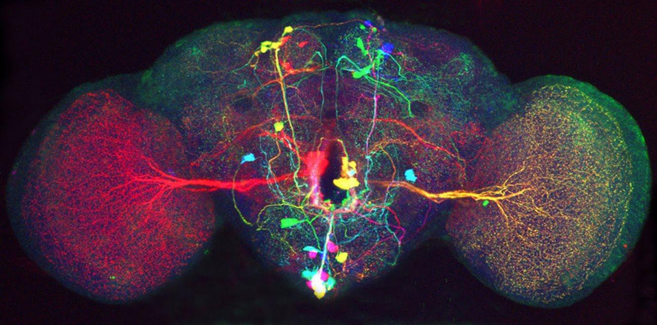 ИИ помог создать функциональный атлас головного мозга дрозофилы