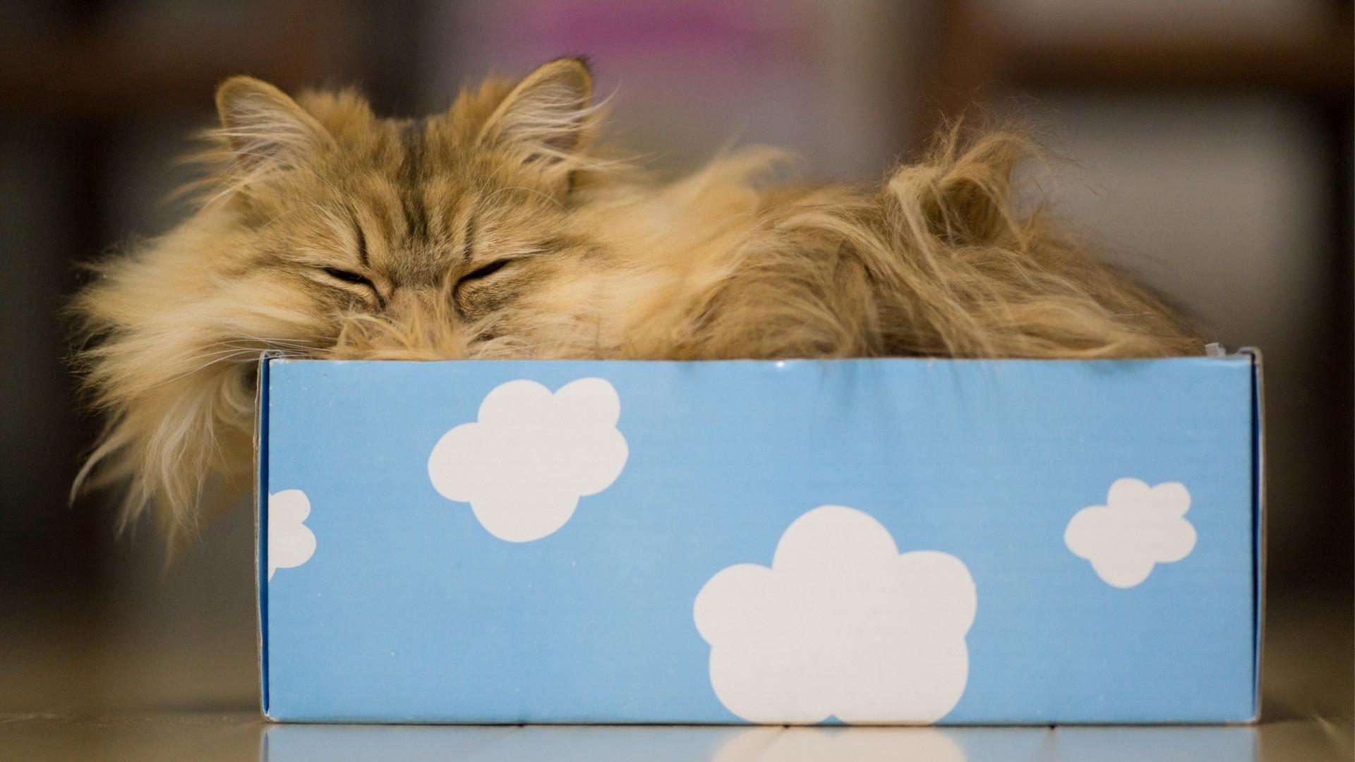 Почему кошек тянет в коробки