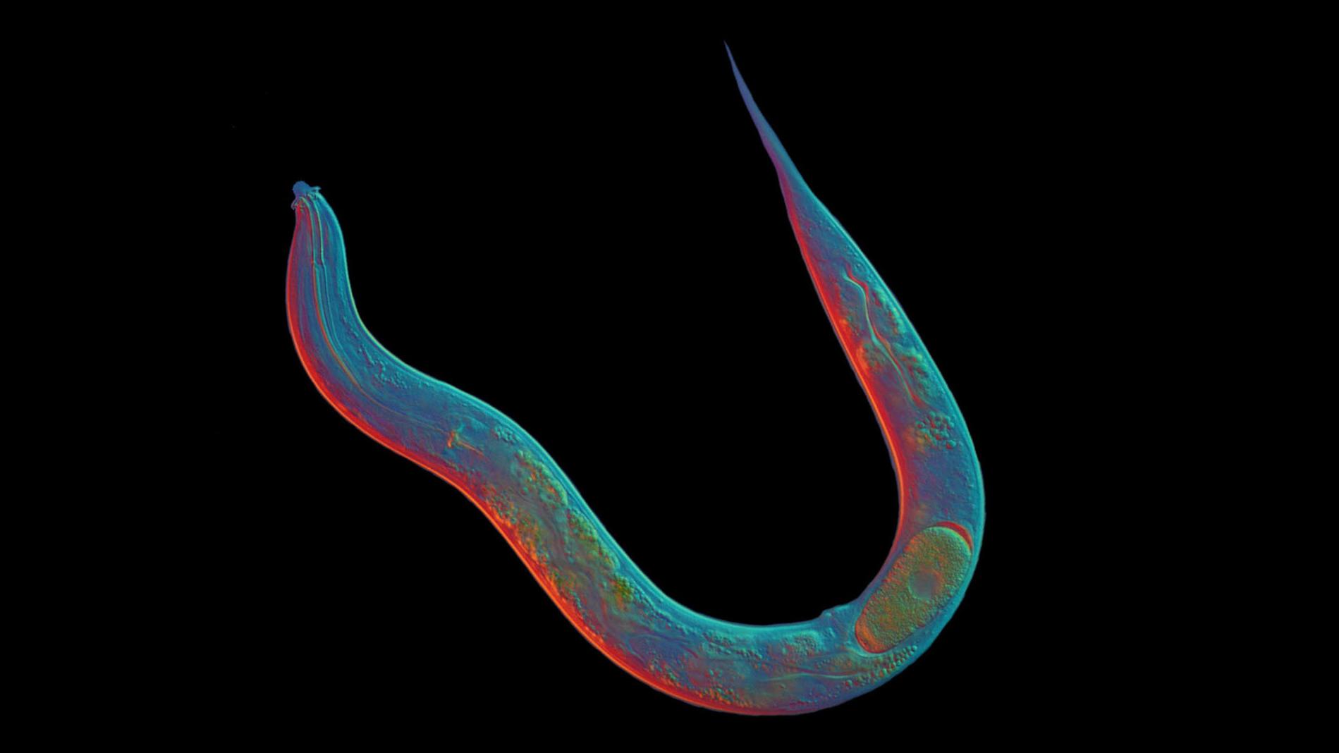 Генетики раскрыли секрет червей Diploscapter pachys, которые 18 миллионов лет размножались без секса
