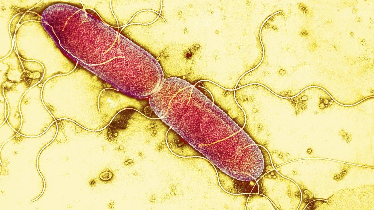 Почему бактерии и опухоли отказываются от кислорода