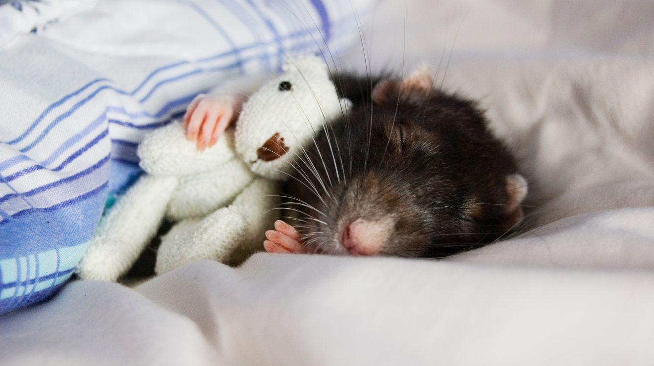 Испытанный наяву страх настиг крыс во сне
