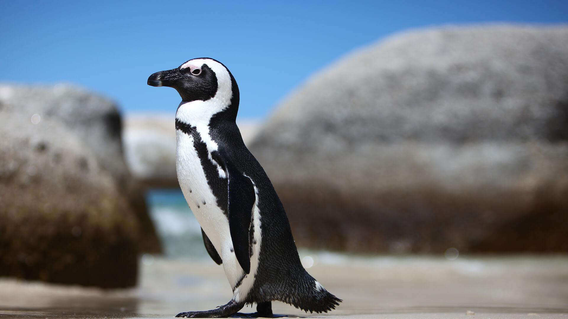 Ученые подобрали оптимальную дозу антибиотика для лечения пингвинов
