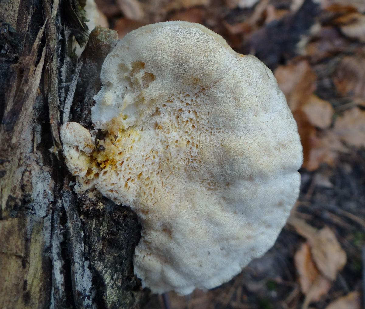 Tyromyces fissilis аноды для аккумуляторов изготовили из лесных грибов