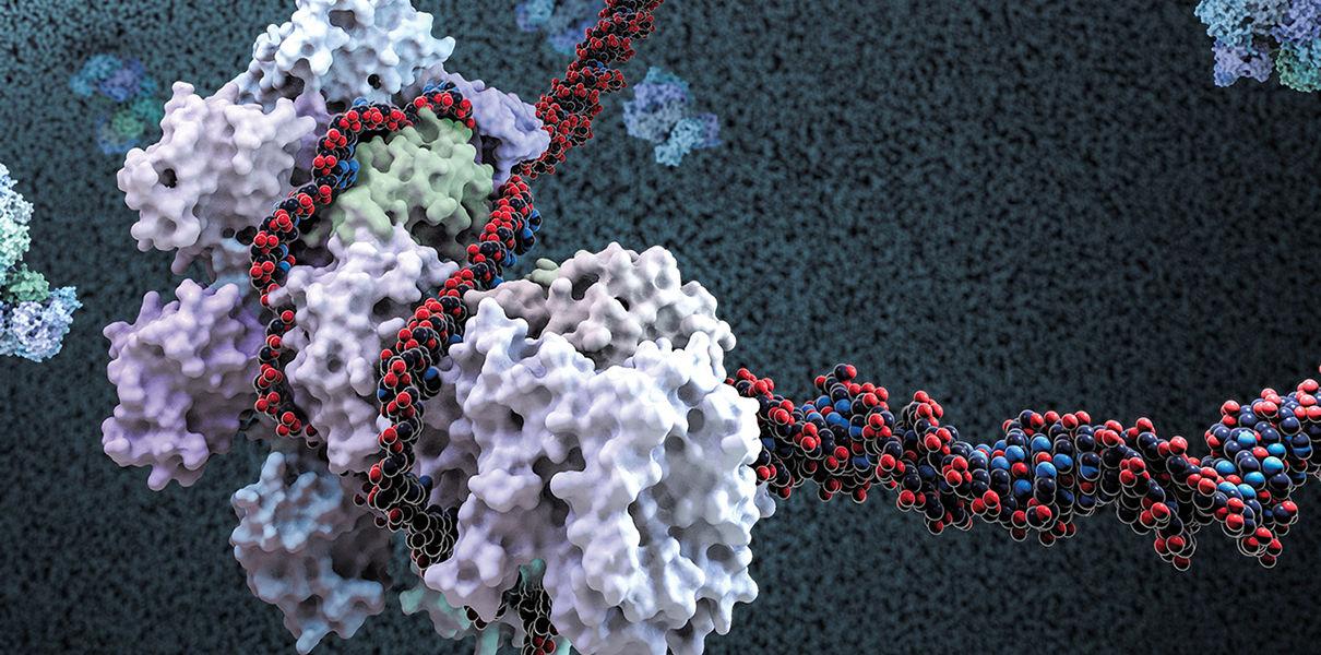 Новая система CRISPR/Cas13 помогла выключить гены в клетках человека