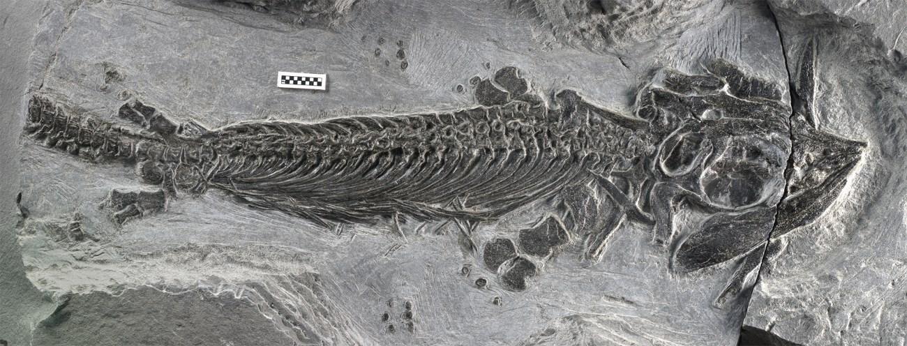 Найдены останки первого земноводного ихтиозавра