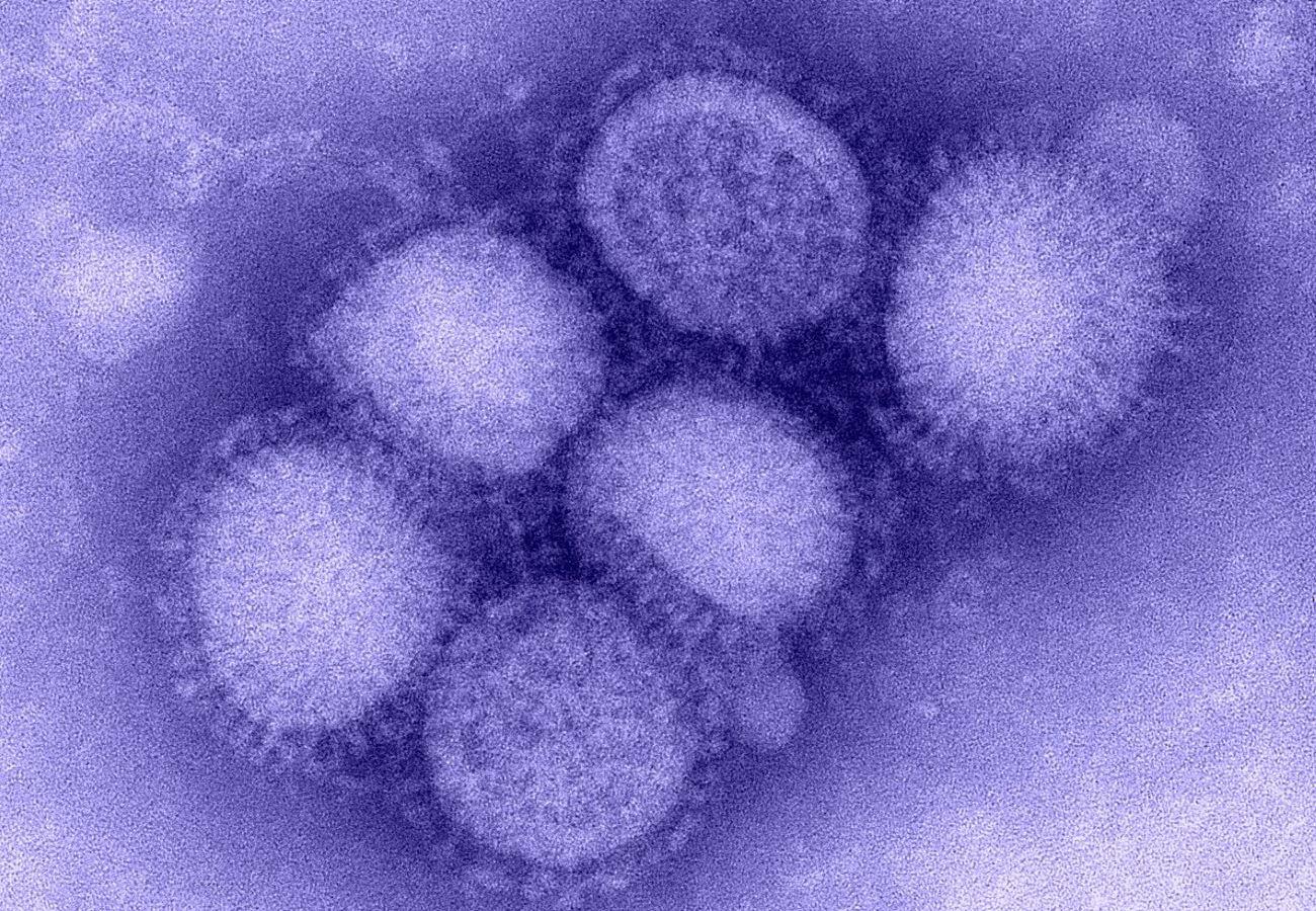 Иммунитет настроили против нескольких вирусов гриппа