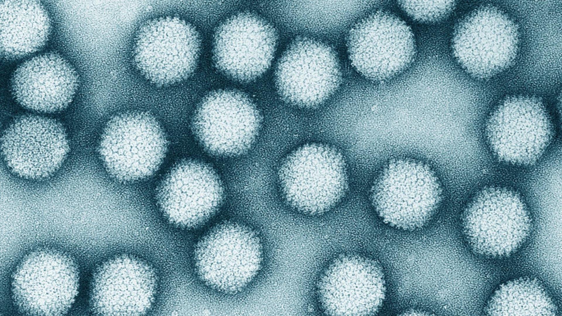 Как вирусы отключают иммунитет