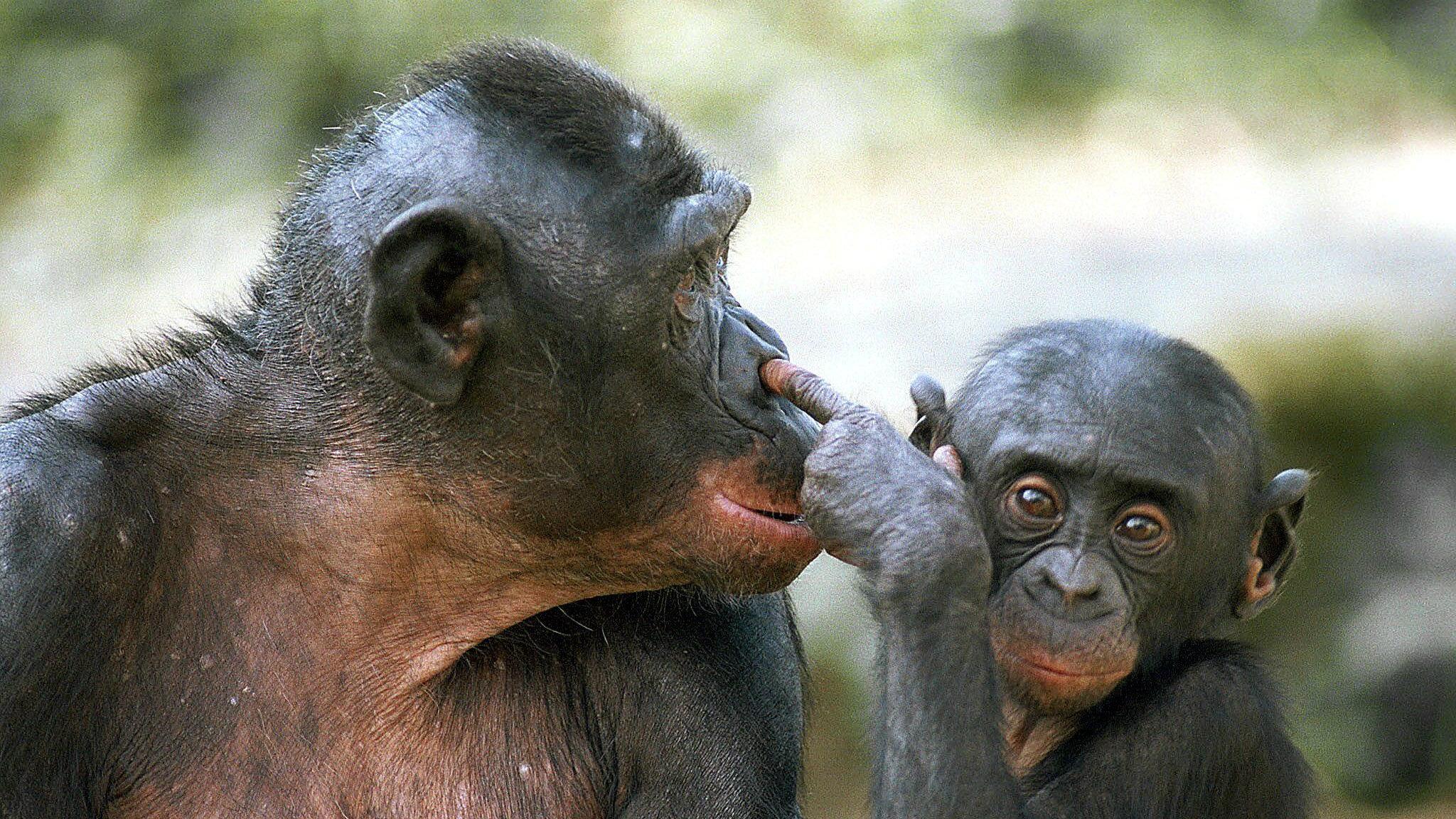 Общение у бонобо сравнили с воплями младенцев