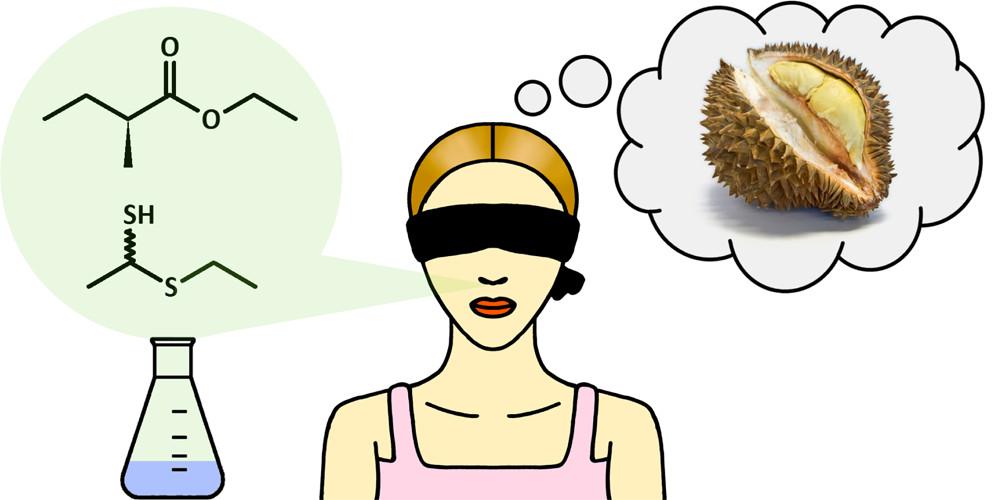 Химики раскрыли секрет отвратительного запаха дуриана