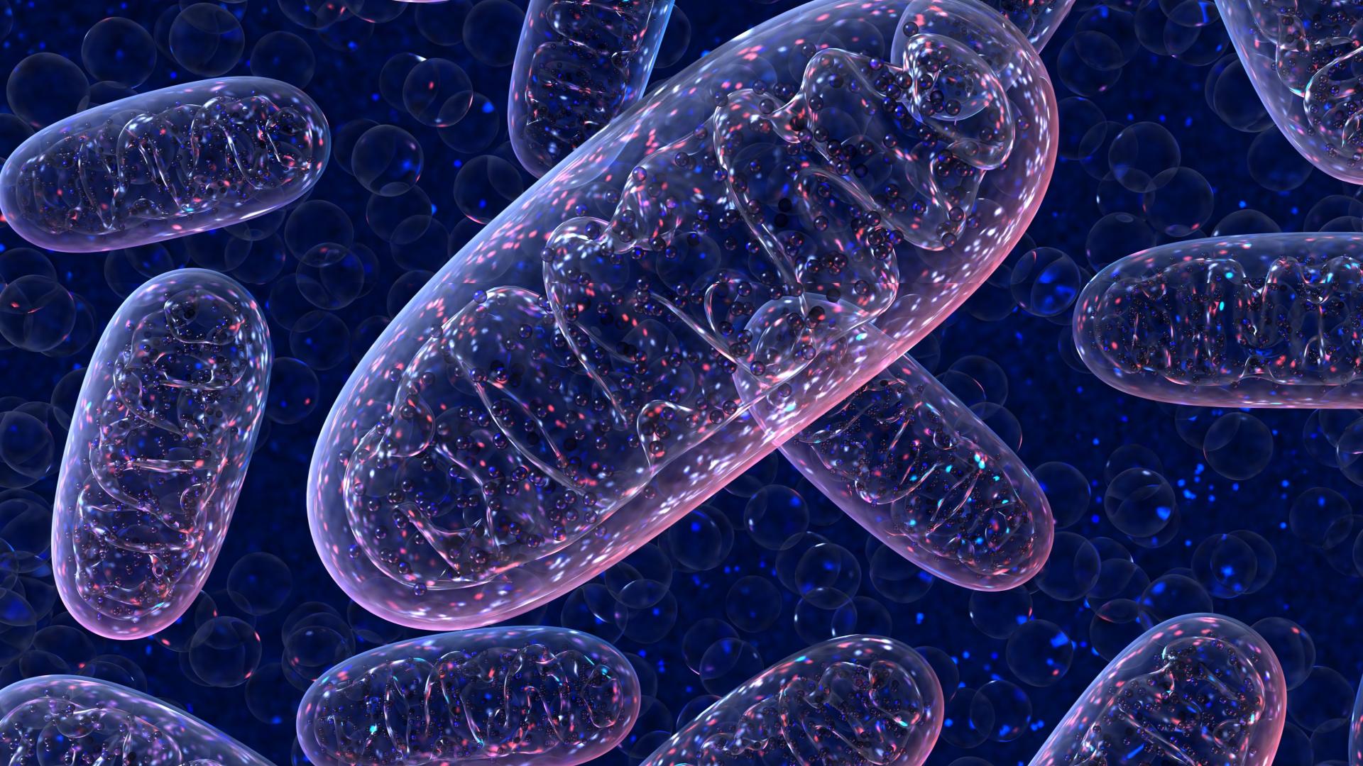 Ученые впервые внесли целевые изменения в митохондриальную ДНК