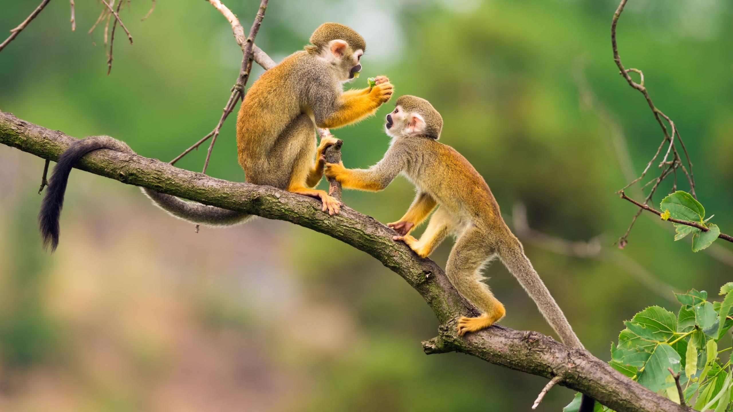 Бывают ли обезьяны моногамными