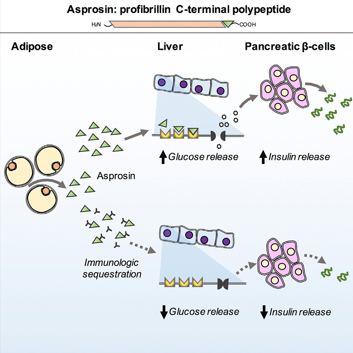 Аспросин – это недавно обнаруженный гормон, который выделяется жировой тканью Природный гормон поможет бороться с диабетом и ожирением