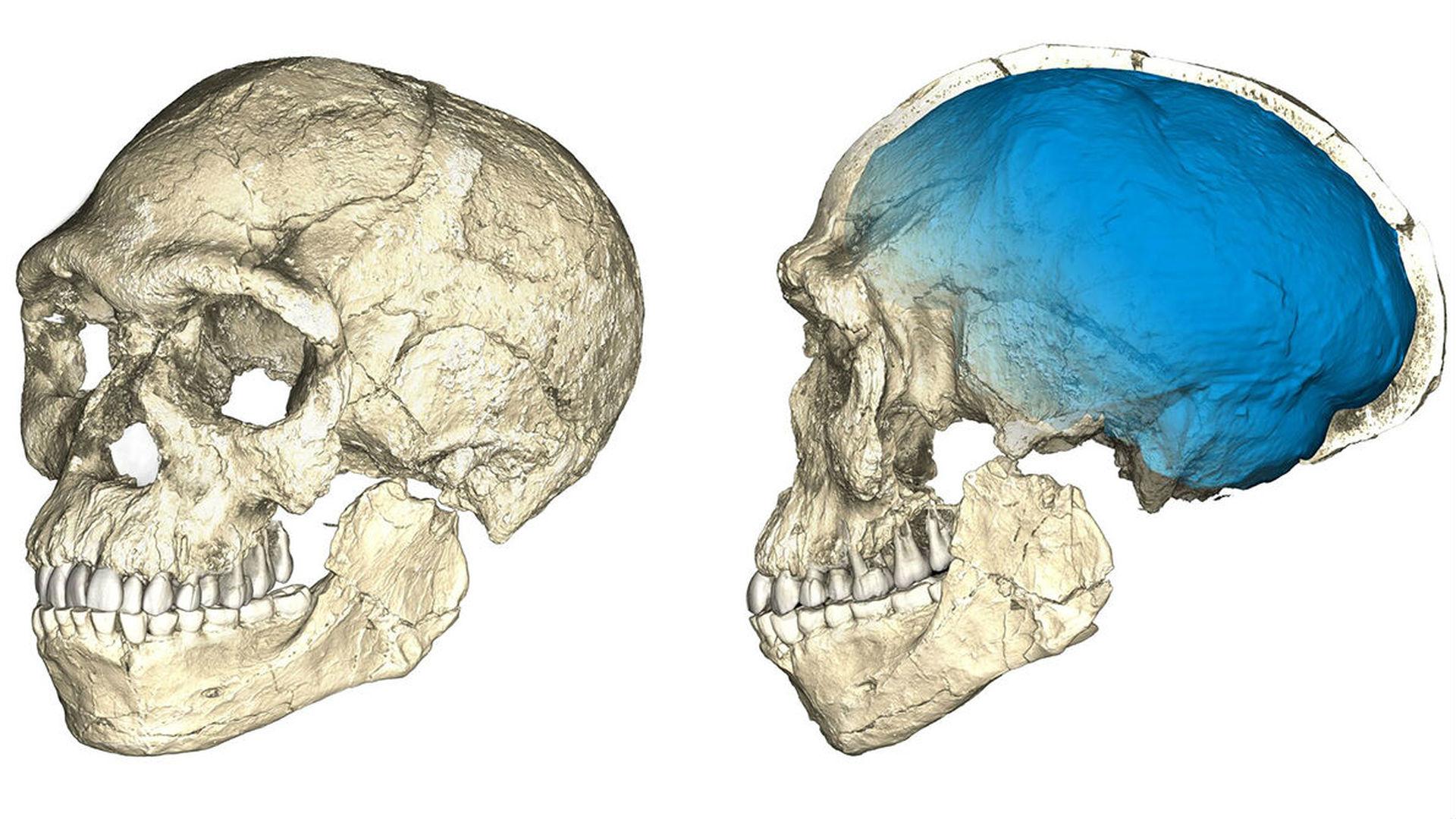 Древнейшие останки Homo sapiens могут переписать историю нашего вида