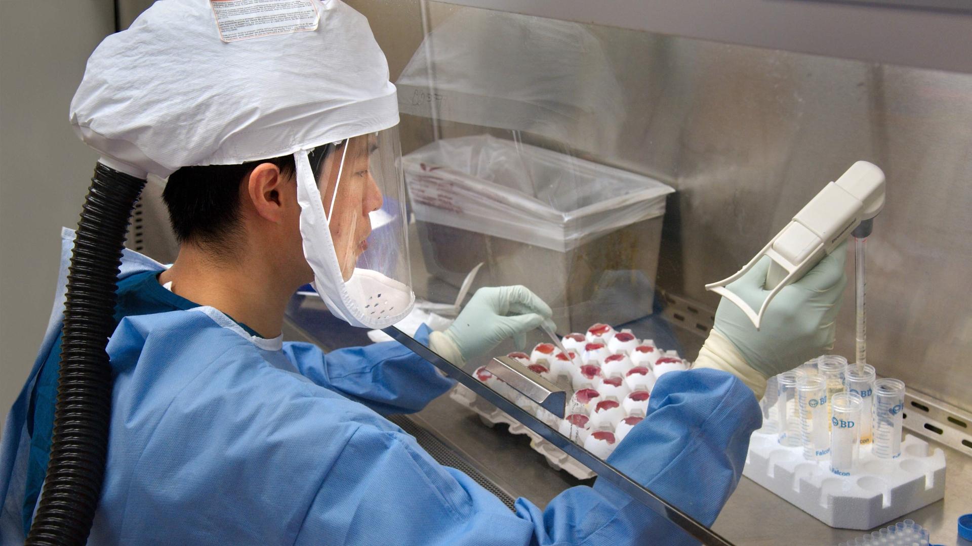 Штамм птичьего гриппа H7N9 изменился и имеет пандемический потенциал
