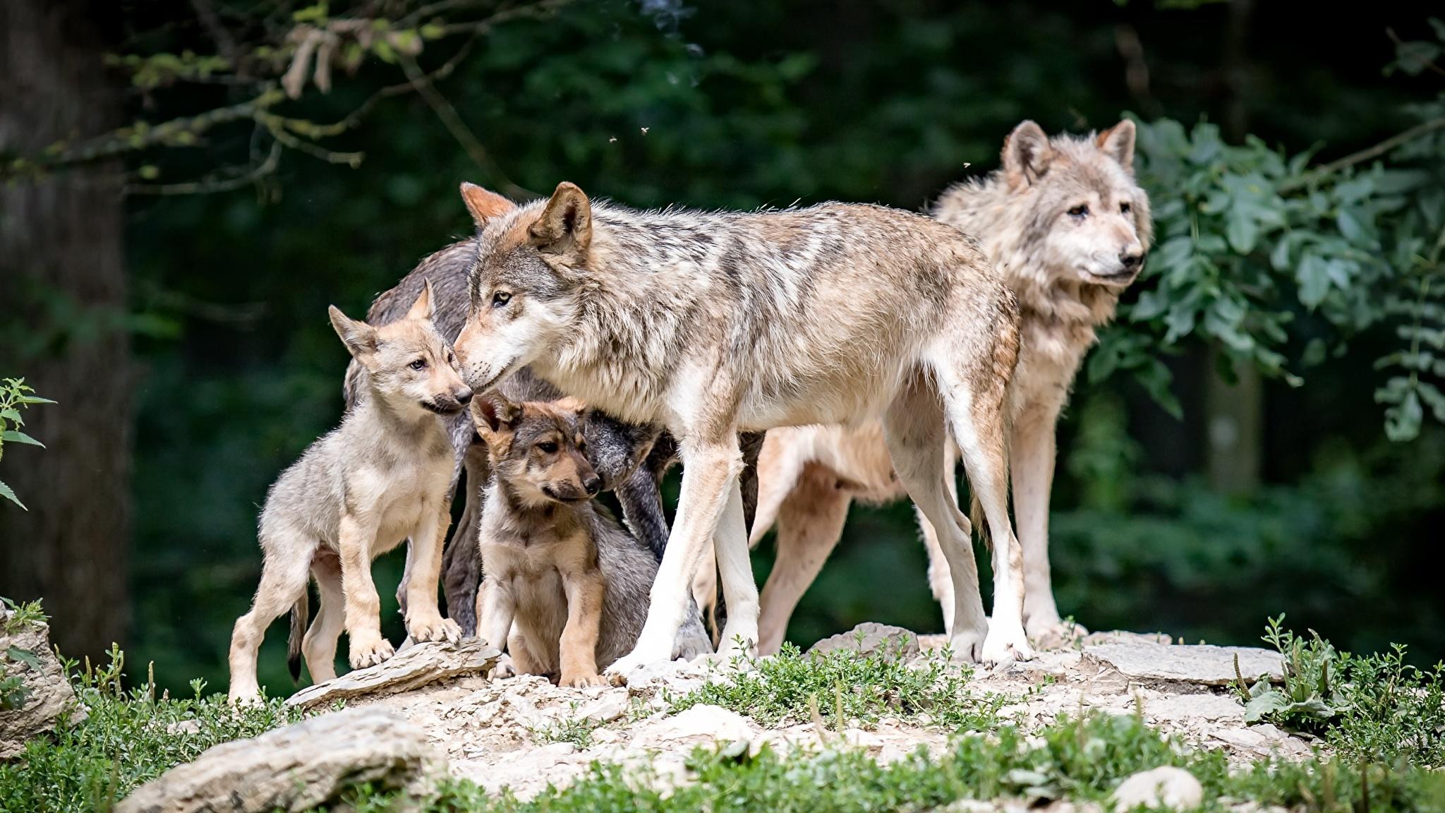 Волки обошли собак в решении групповых задач