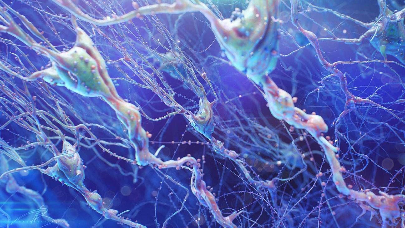 Нейроны от рассеянного склероза спасут прятки