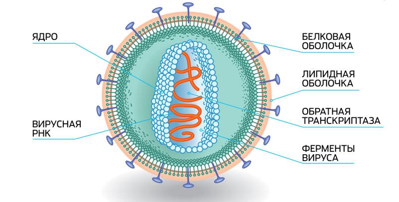 Ретровирусы: «пятая колонна» ДНК