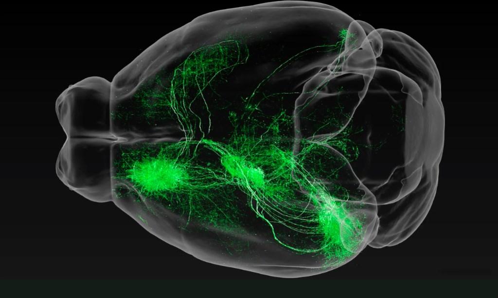 3D карта мышиного мозга показывает сложность реального строения нейронов
