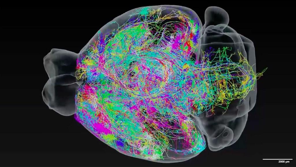 3D карта мышиного мозга показывает сложность реального строения нейронов